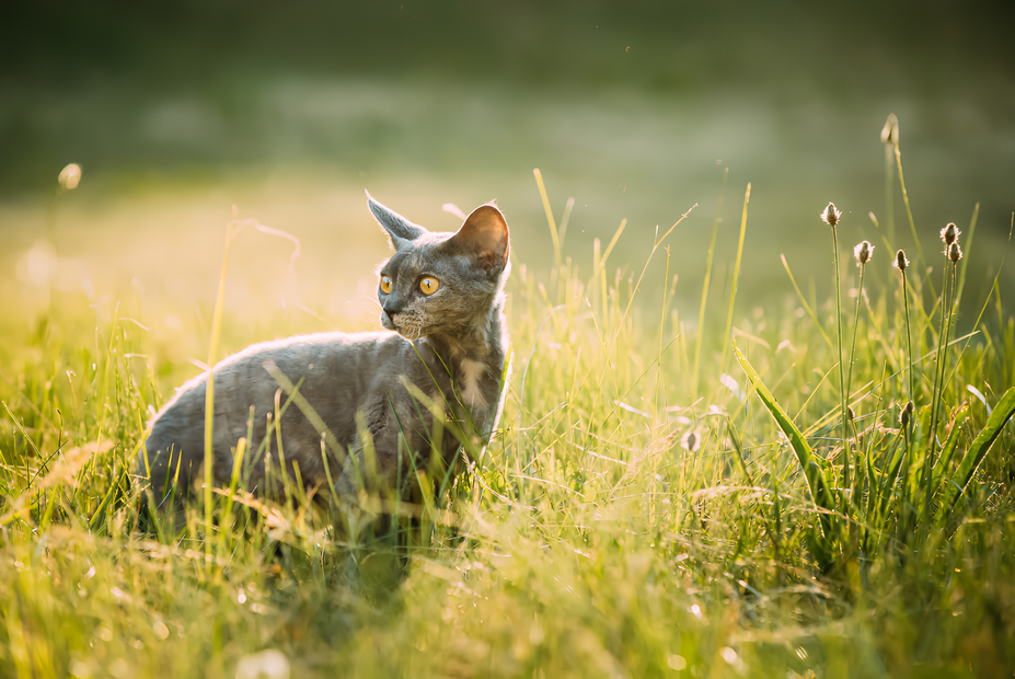 gallery-image-background-2