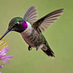 hummingbird_1764363654315.webp