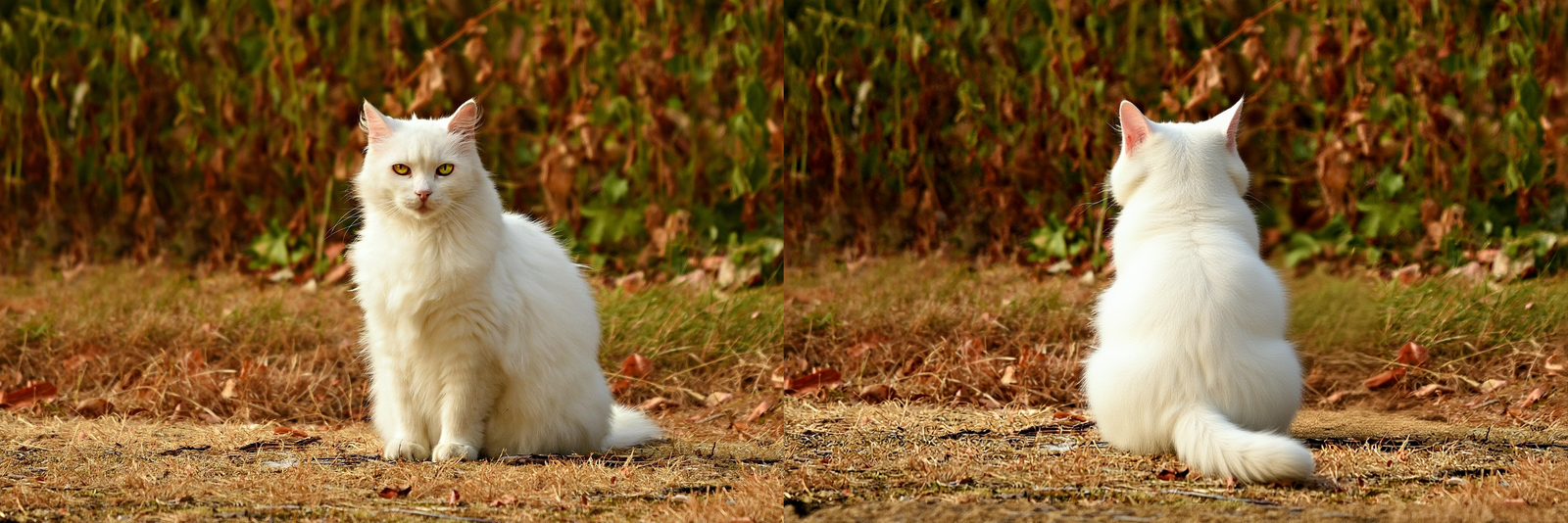 gallery-image-background-2