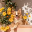 ComfyUI-outpainted_00003__1778839822670.png