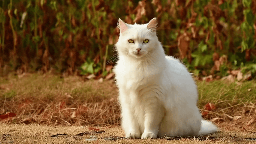 gallery-image-background-0