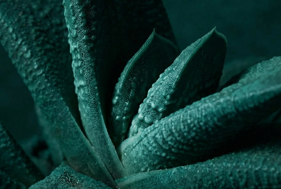 gallery-image-background-2