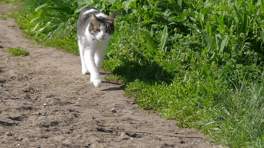 SAM3 for Video Masking using Text