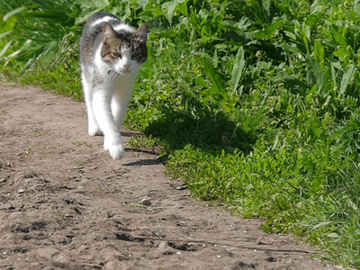 SAM3 for Video Masking using Text