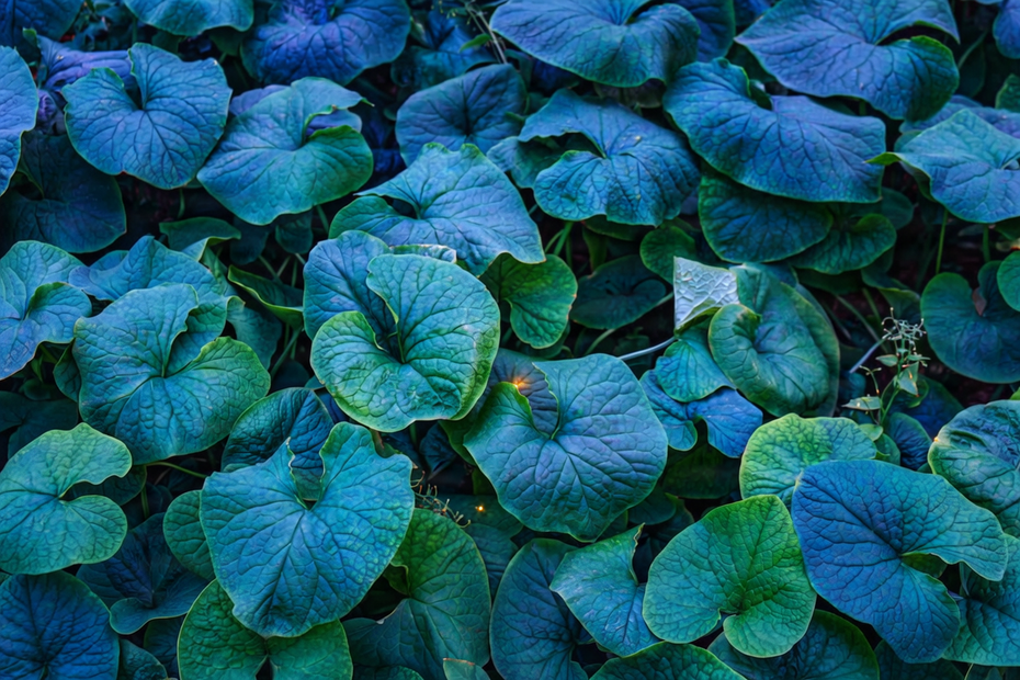 gallery-image-background-0