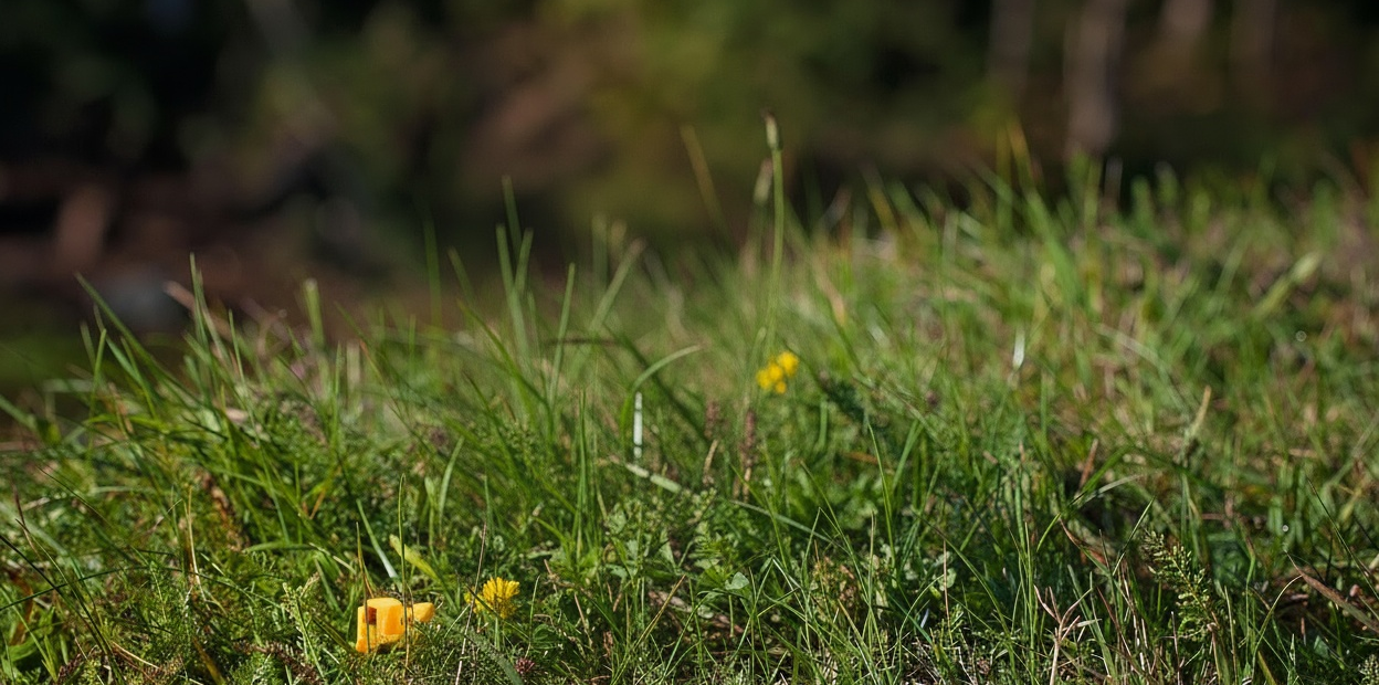 gallery-image-background-0