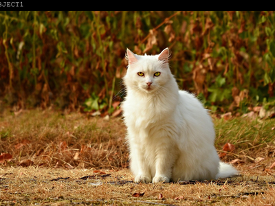 FLUX.2 Klein 9B Image Inpainting