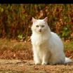 ComfyUI_temp_xihhe_00132__1769431047813_1777107558368.webp