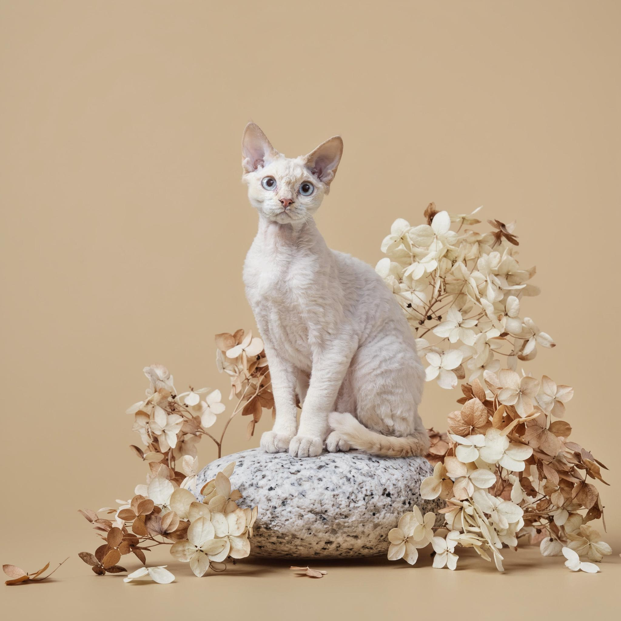 gallery-image-background-1