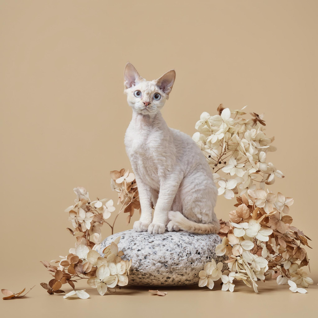 gallery-image-background-1