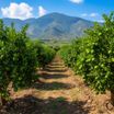 orchards-michoacan_1766990563786.jpg